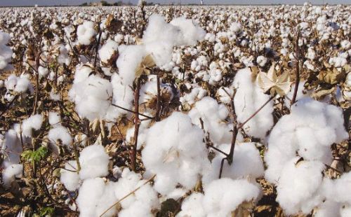 农产品期货棉花期货开户交易实战案例