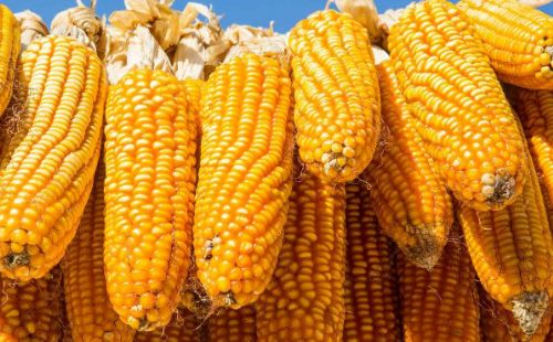 商品期货玉米期货开户交易的价格走势