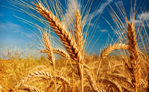 国内小麦期货开户交易的技巧