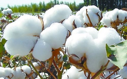 棉花的供给与需求，影响我国棉花期货价格变动的因素有哪些？