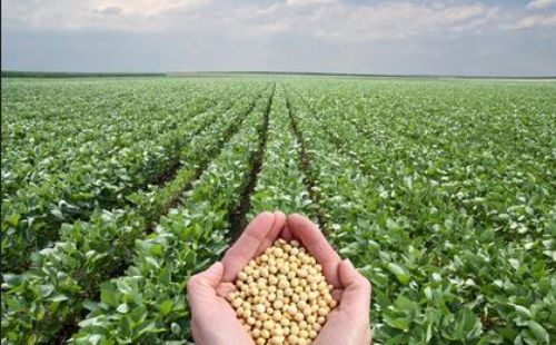大豆进口贸易对中国的影响