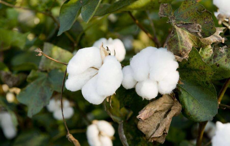 影响棉花期货价格的主要因素